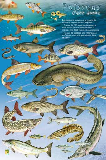 Les poissons deau douce.jpg